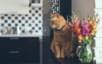 6 Tips for Selling Your Home With Pets