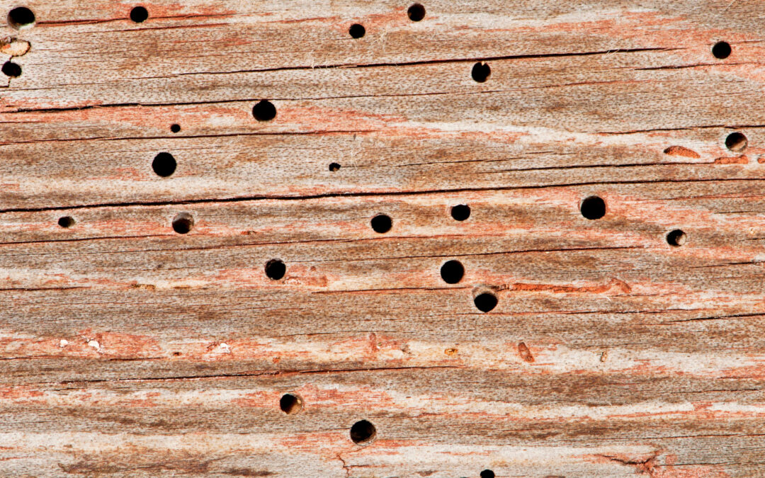 How Do I Deal With Woodworm In My Home?