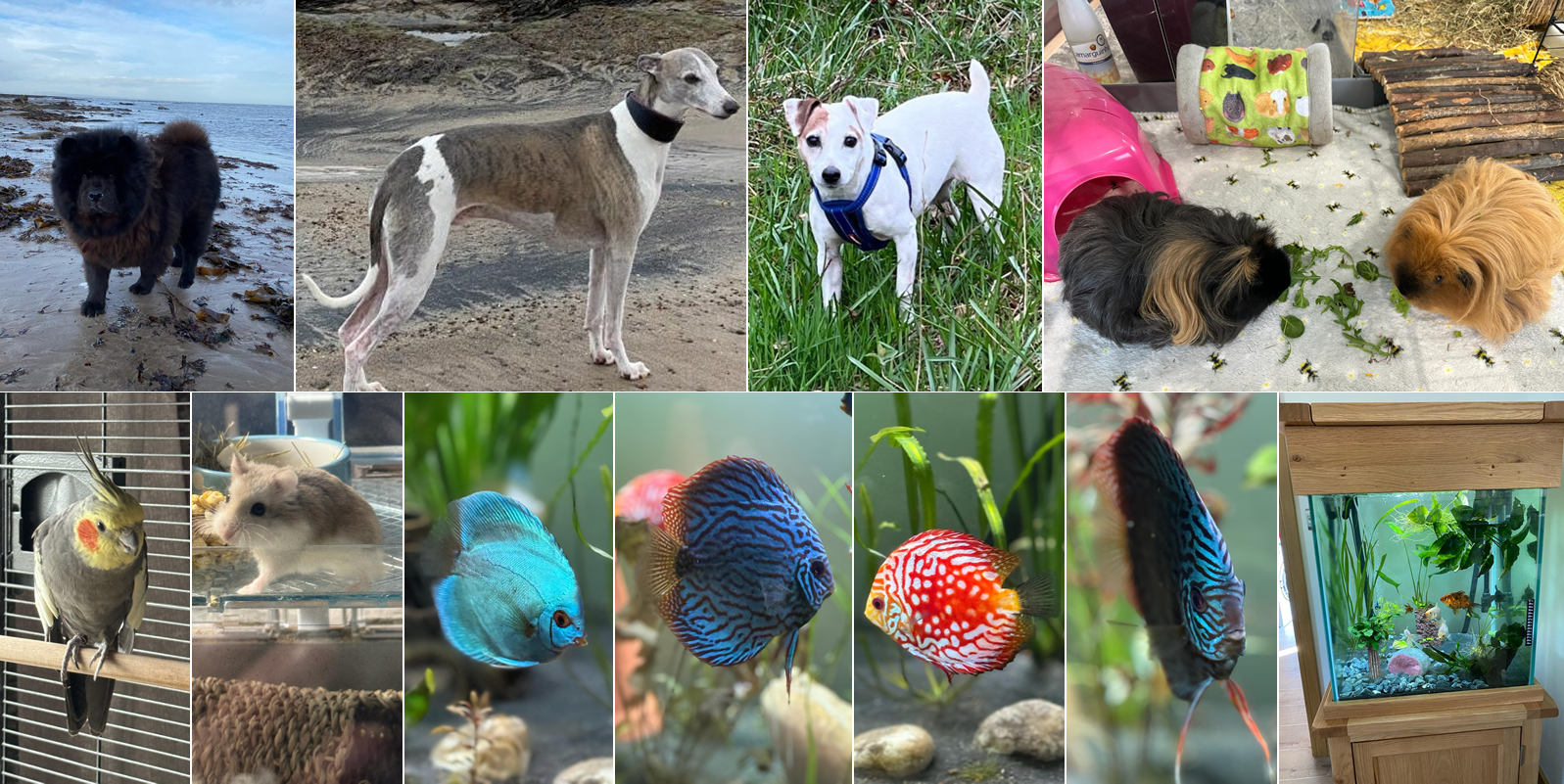 liz-pets-group