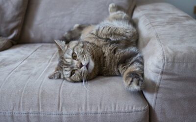 How to Move Home With Your Cat